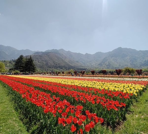 Tulip Garden