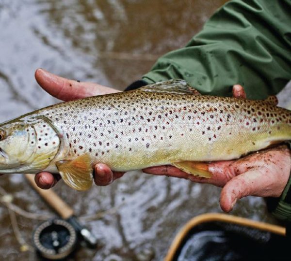 Trout Fishing in Pahalgam