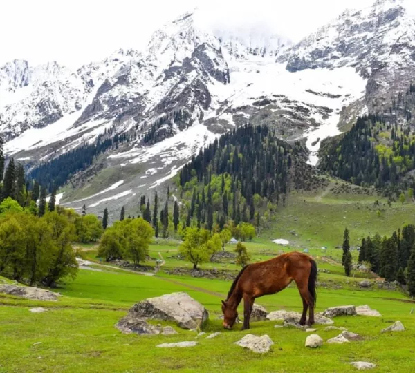 Kashmir in April