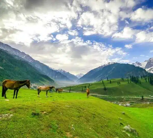 Kashmir in July