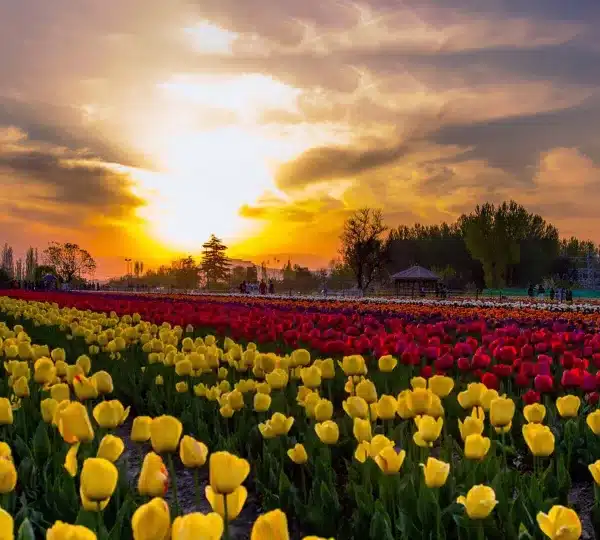 Tulip Garden Kashmir in April