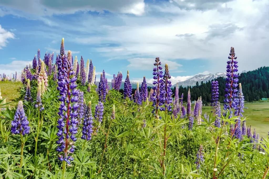 Kashmir Group Packages