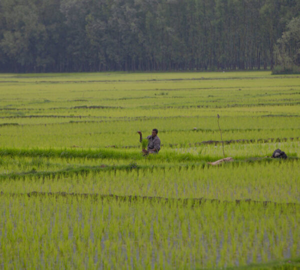 Farmers cultivating rice in the lush green paddy fields of Kulgam Kashmir