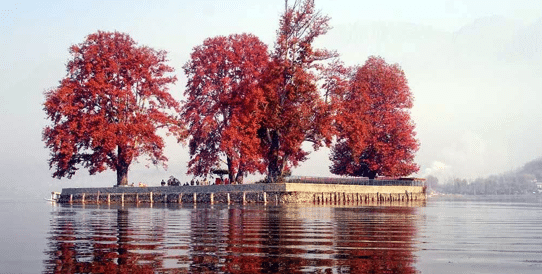 <img class="alignnone size-full wp-image-11665"
src="https://kashmirtickets.com/wp-content/uploads/2023/03/Screenshot-2026-03-27-120735.png"
alt="Chinar Bagh garden in Kashmir with majestic Chinar trees forming a vibrant crimson and gold canopy during autumn"
