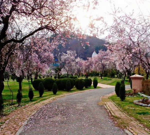 <img class="alignnone size-medium wp-image-11668"
src="https://kashmirtickets.com/wp-content/uploads/2023/03/Screenshot-2026-03-27-122038-600x540.png"
alt="Badamwari Garden Srinagar covered in pink and white almond blossoms in early spring below Hari Parbat Fort"
