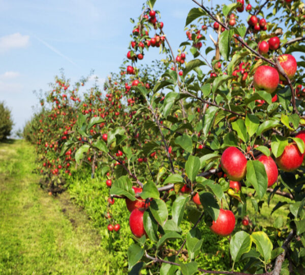 Fresh red apples growing in the apple orchards of Kulgam district Kashmir