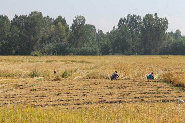 Rice Bowl of Kashmir