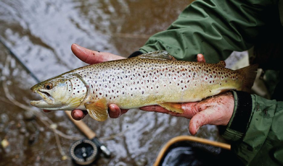 Trout fishing in the crystal clear streams of Yousmarg Kashmir — an angler's paradise with brown trout in the cold mountain waters