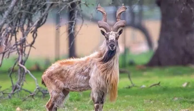 Markhor Lachipora Wildlife Sanctuary