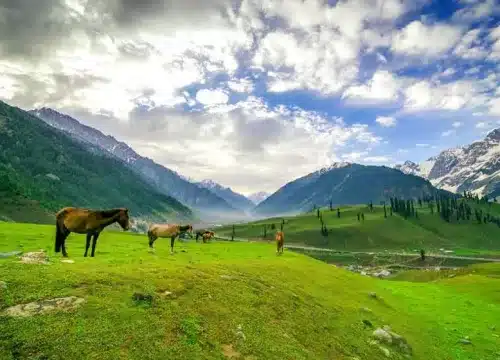 Kashmir Tour Packages in August 2024
