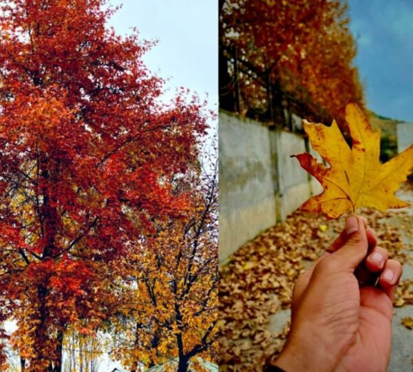 Kashmir in November golden autumn chinar trees with red yellow and orange foliage magical fall landscape