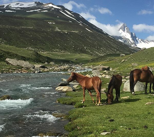 Lush green meadows in the Pir Panjal Range with distant mountain peaks
