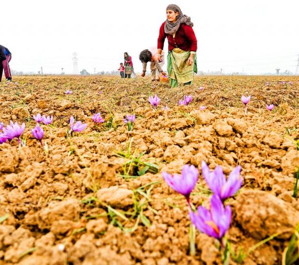 Kashmir saffron fields facing impact of climate change and dry spell with reduced rainfall affecting precious saffron crop production