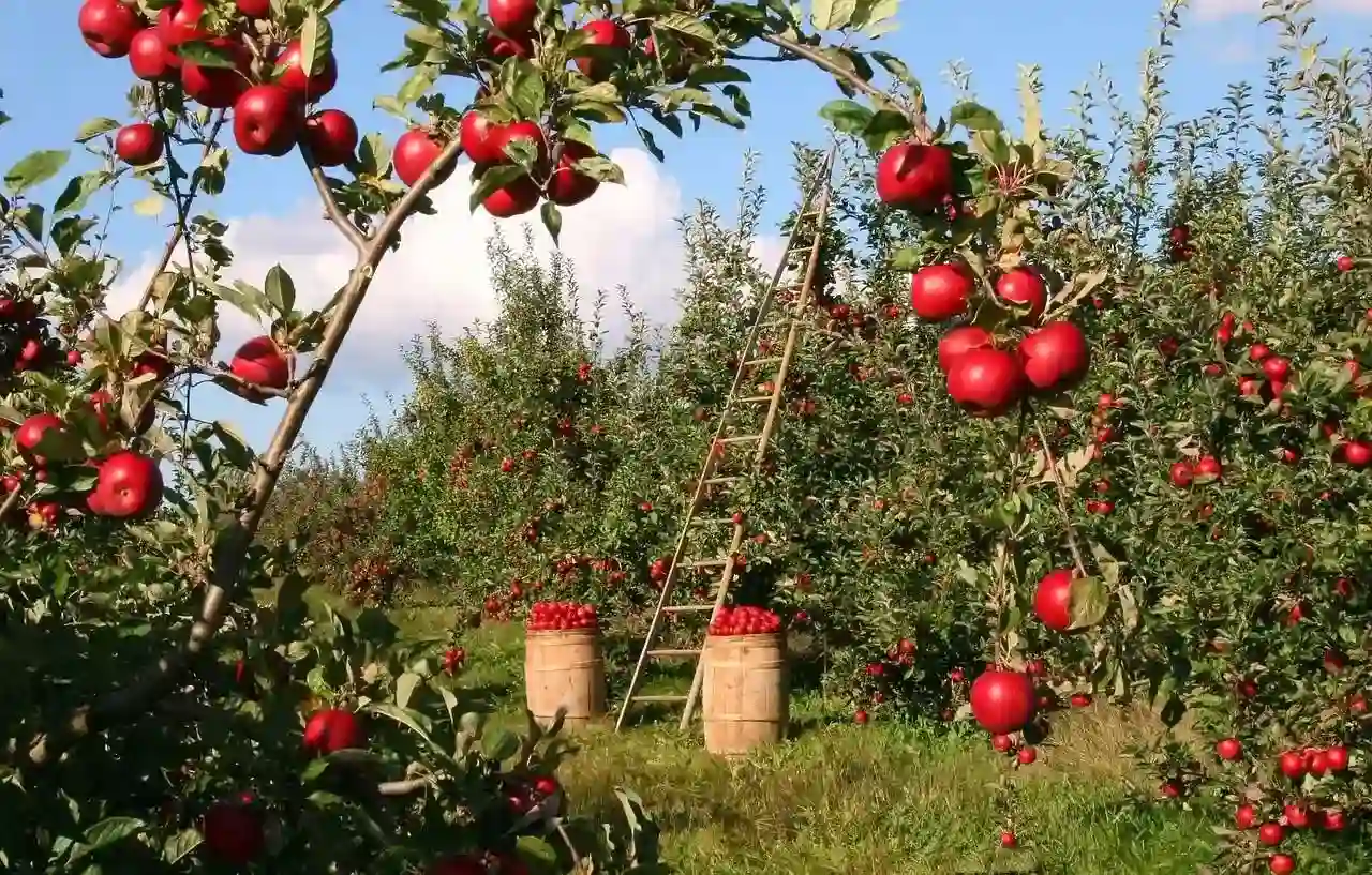 Apple Picking