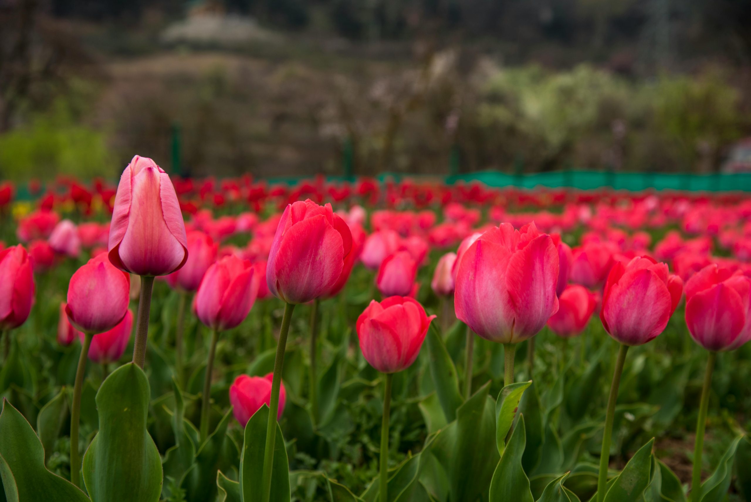 Starting and Ending Dates of Tulip Festival in 2025