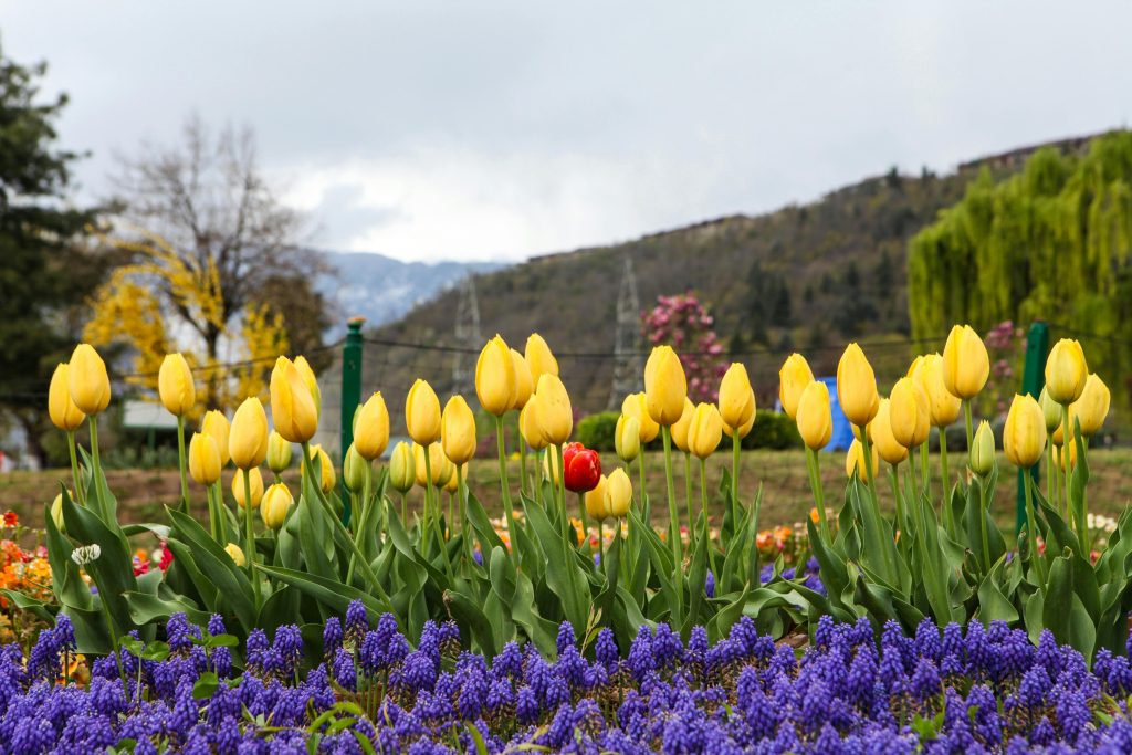 Tulip garden