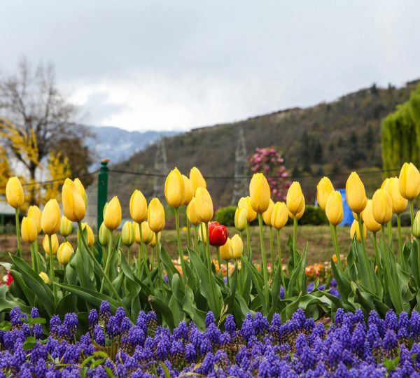 Tulip garden
