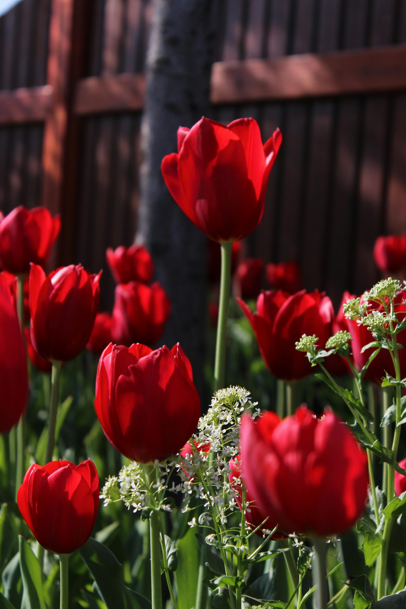 The Cultural Significance of The Tulip Festival