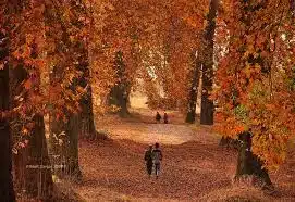 Chinar Trees