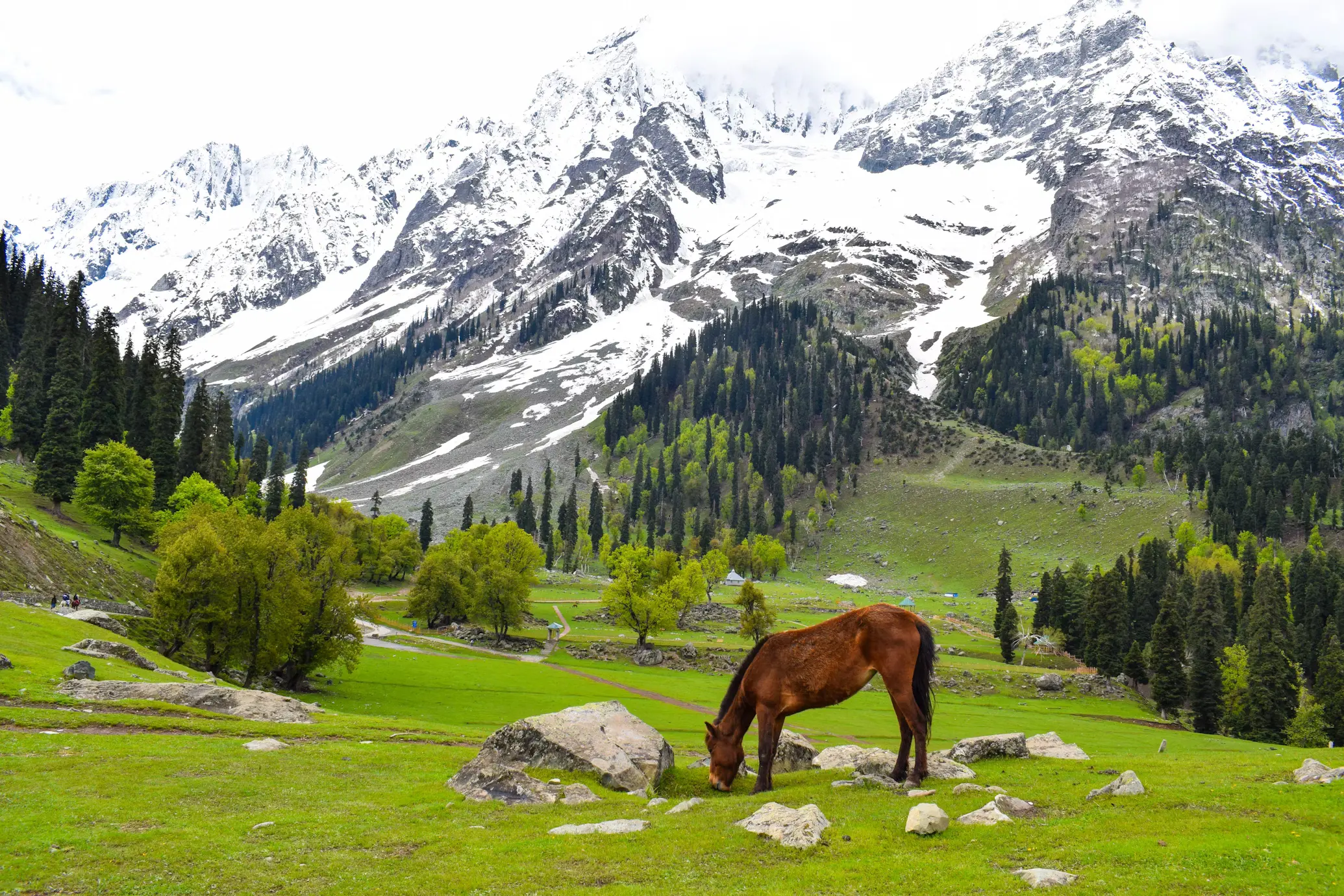Doodhpathri Meadows